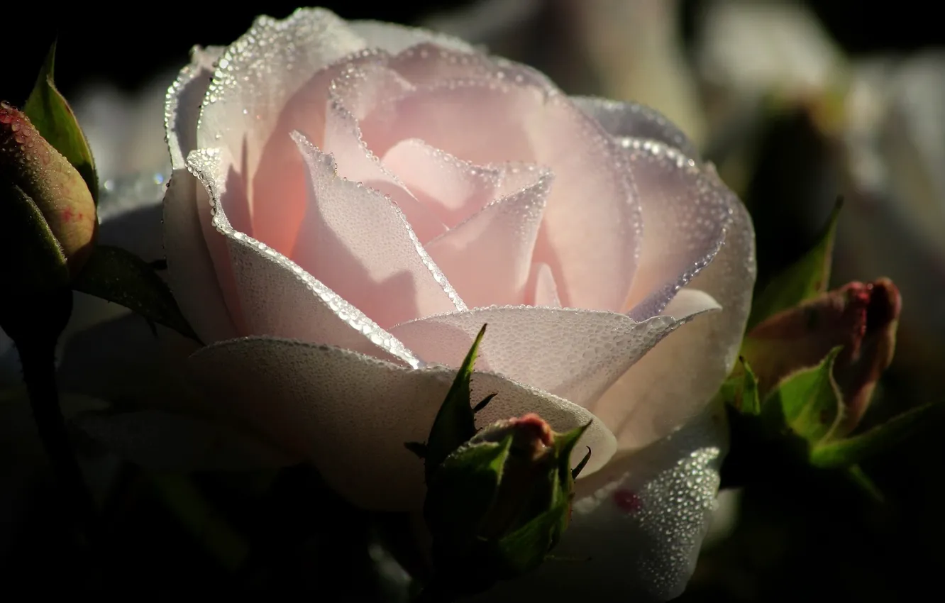 Фото обои роса, роза, лепестки
