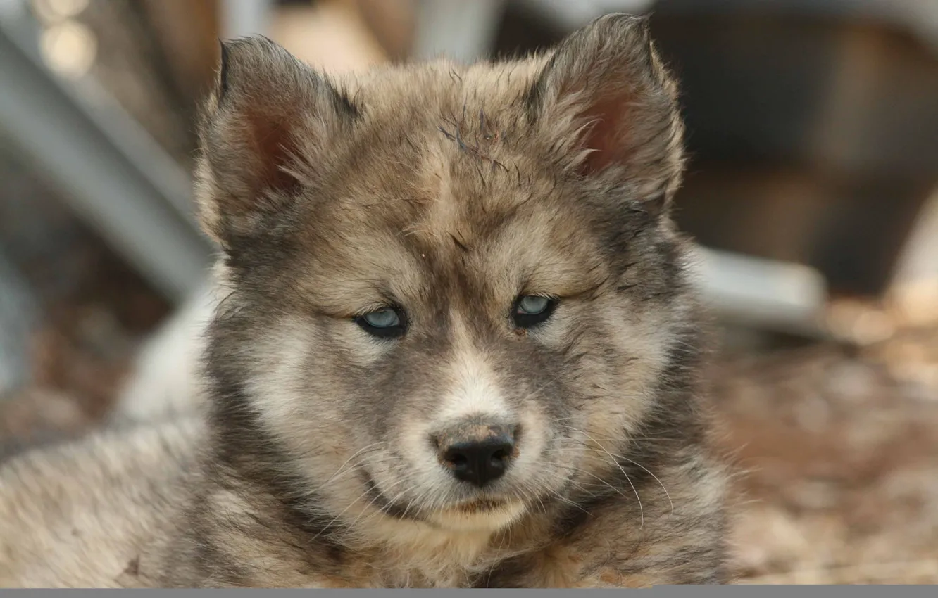 Фото обои собака, щенок, хаски, пёс