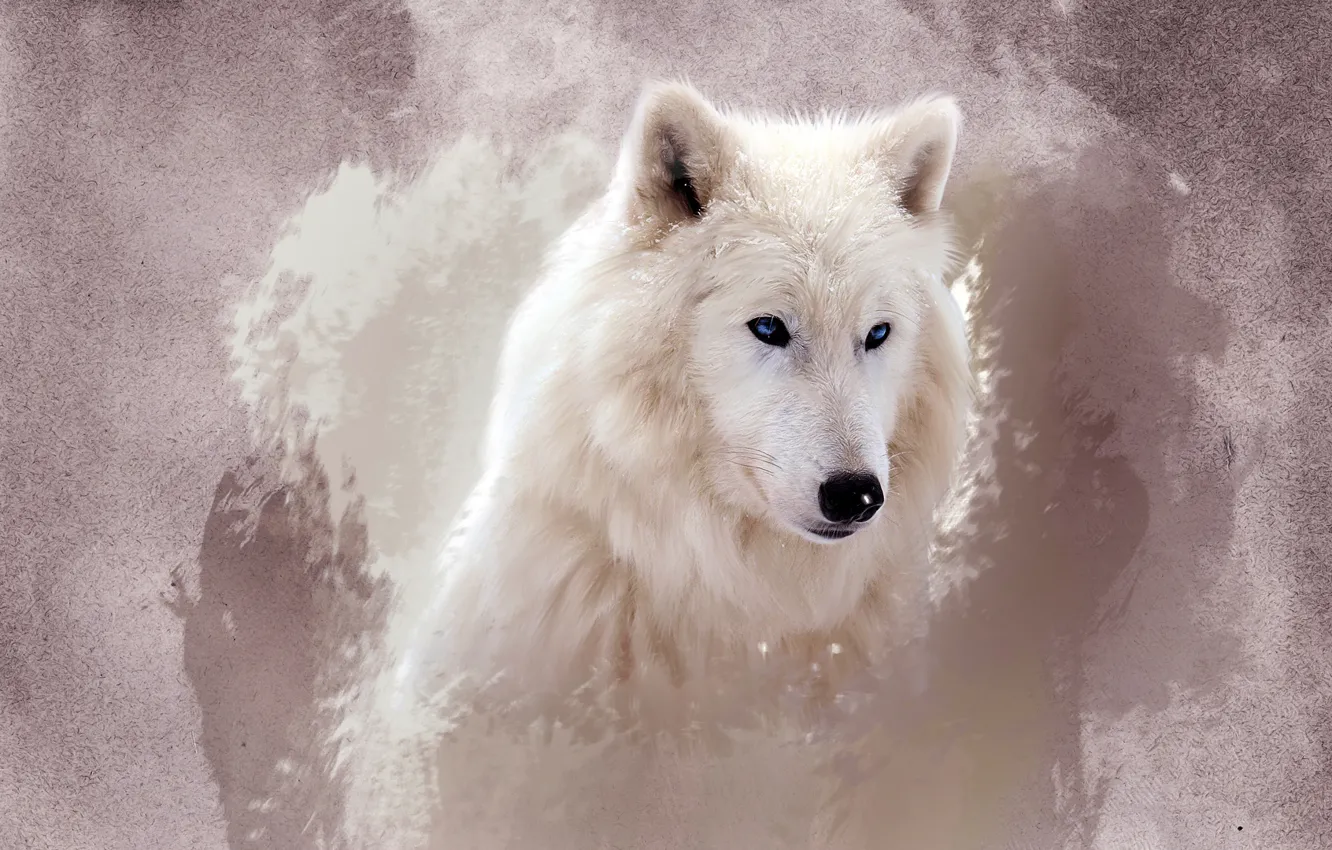Фото обои белый, глаза, морда, волк