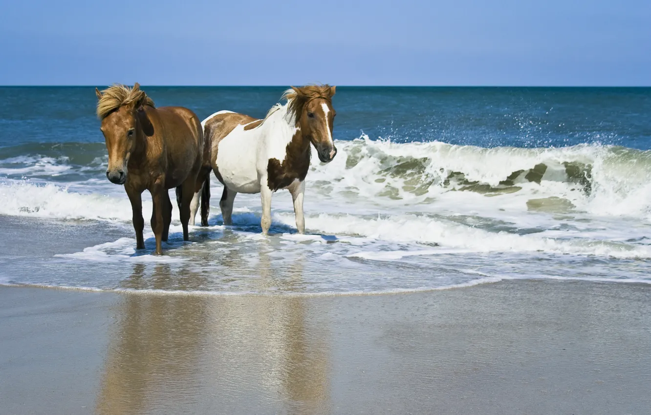 Фото обои песок, море, Лошади