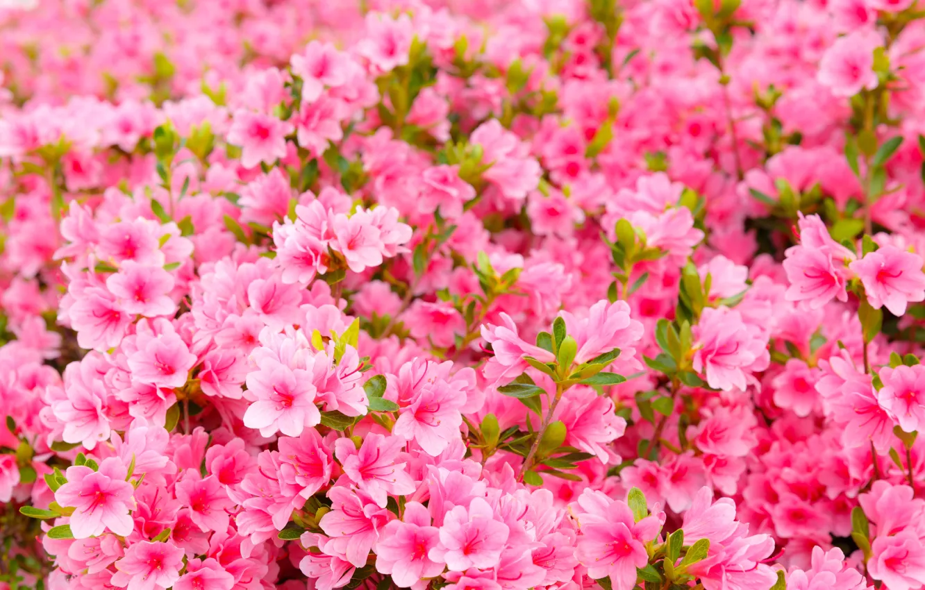 Фото обои цветы, весна, розовые, цветение, pink, blossom, spring, азалия