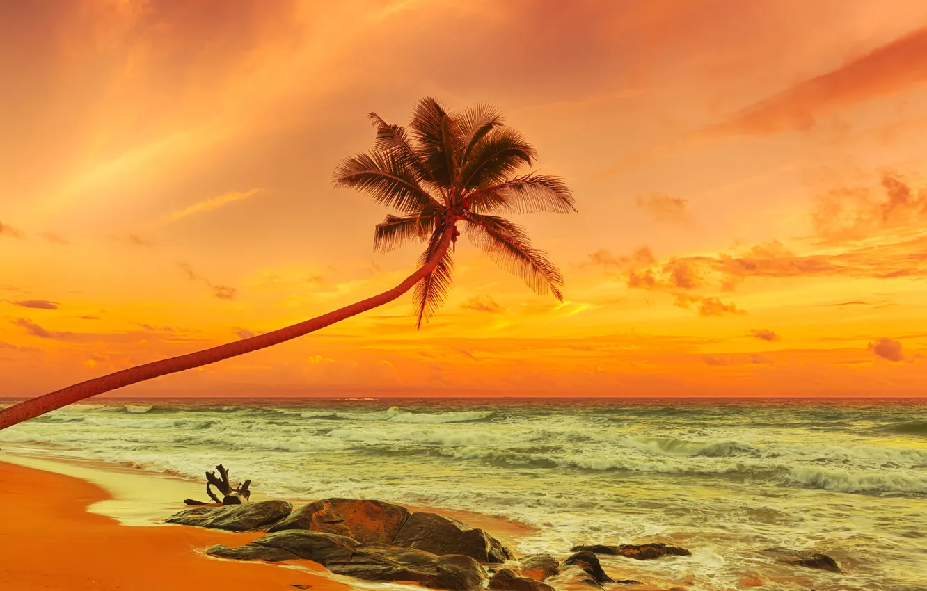 Фото обои песок, море, пляж, закат, пальмы, берег, beach, sea