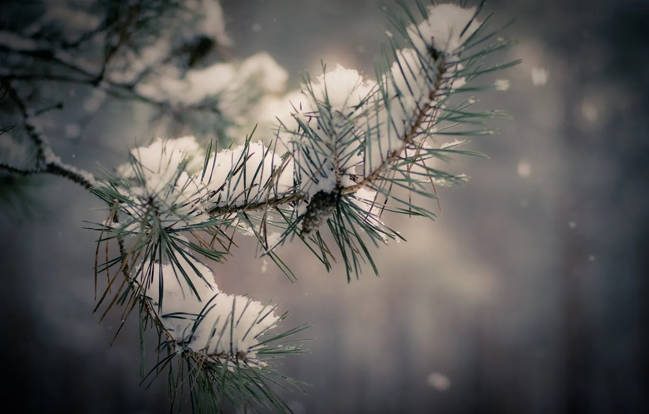 Фото обои зима, снег, елка, ветка