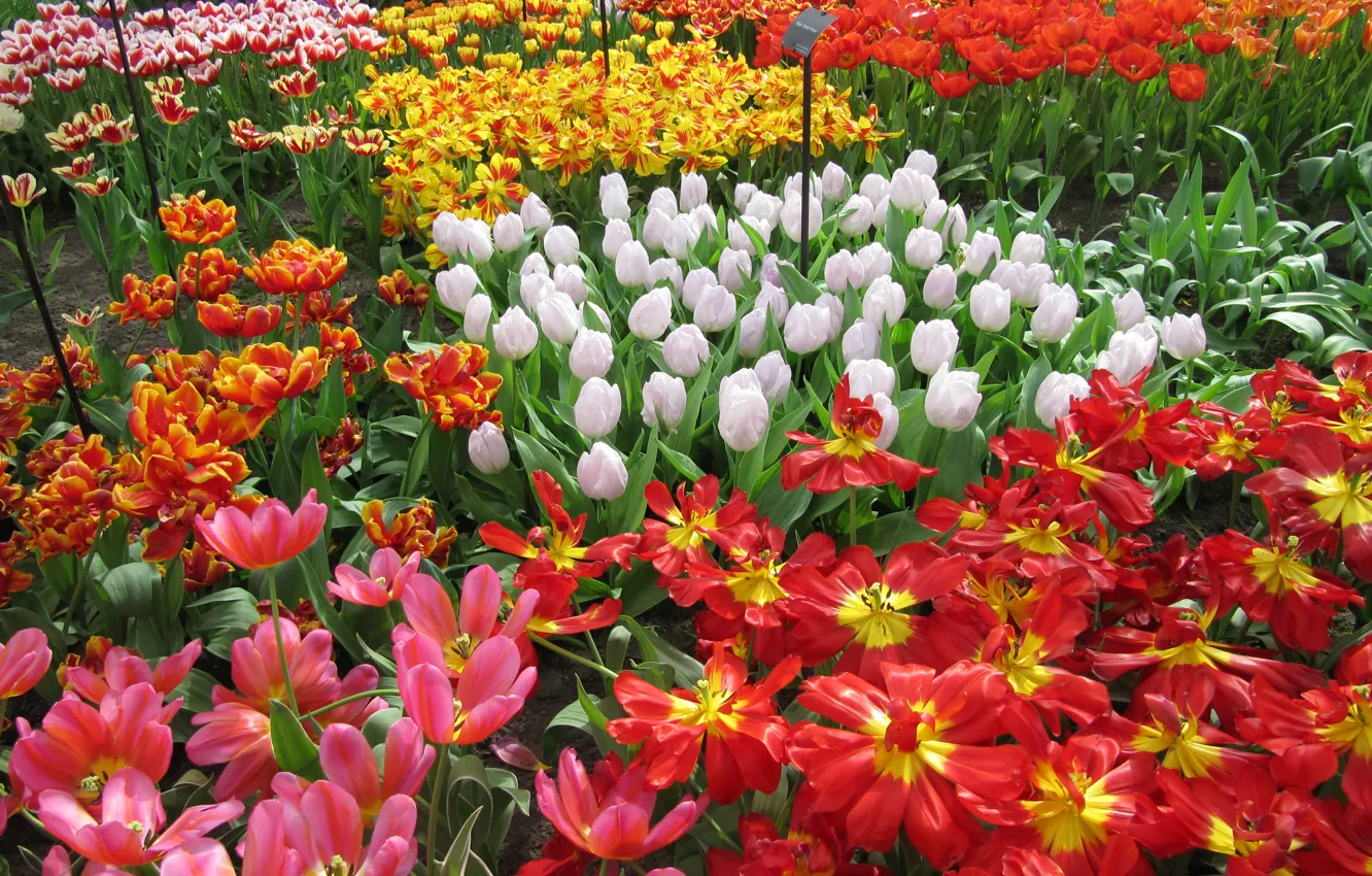 Фото обои цветы, сад, тюльпаны, Нидерланды, разноцветные, Keukenhof, Lisse