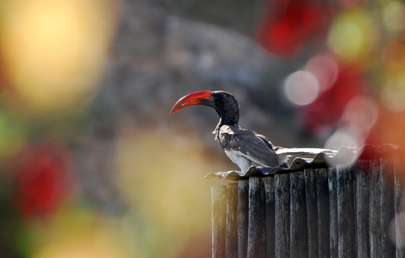 Фото обои Park, Namibia, Africa, Bird, Bill, Hornbill
