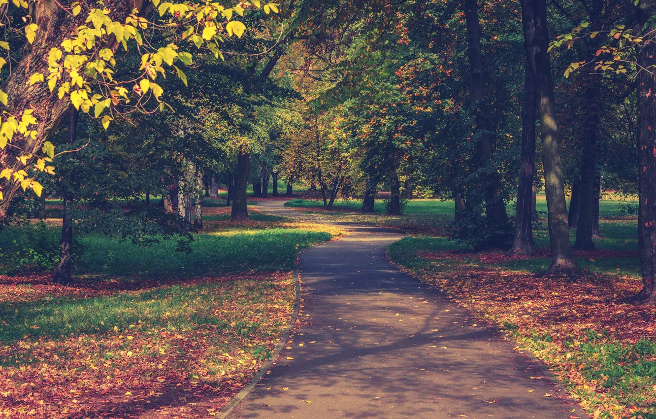 Фото обои осень, трава, листья, солнце, деревья, парк, дорожка, аллея