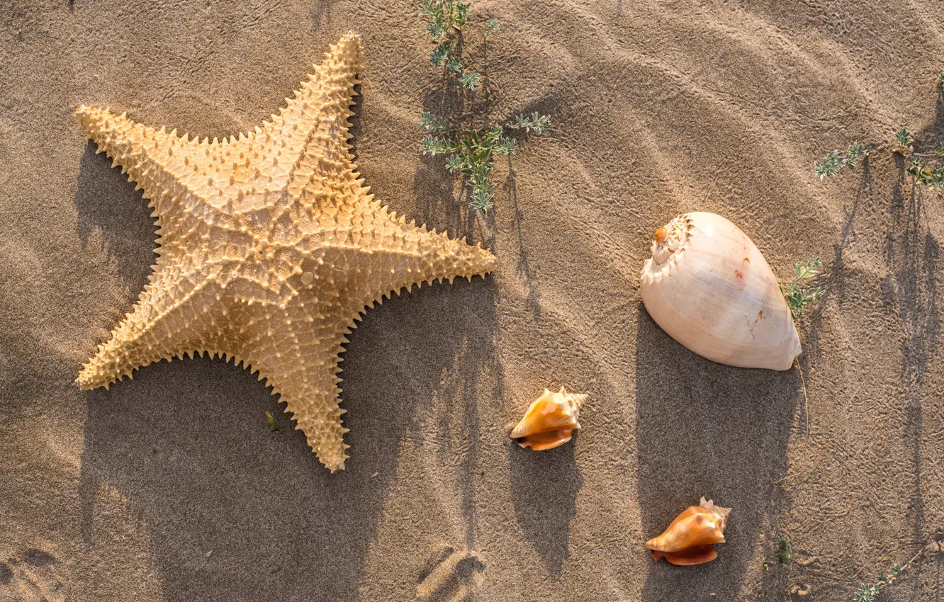 Фото обои песок, пляж, лето, ракушки, summer, beach, sea, sand