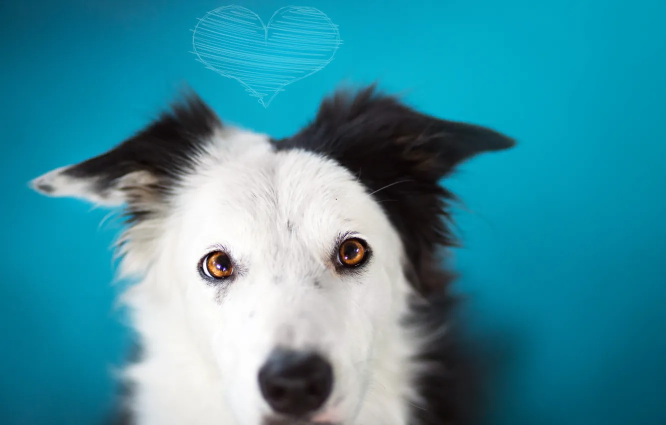 Фото обои взгляд, друг, собака