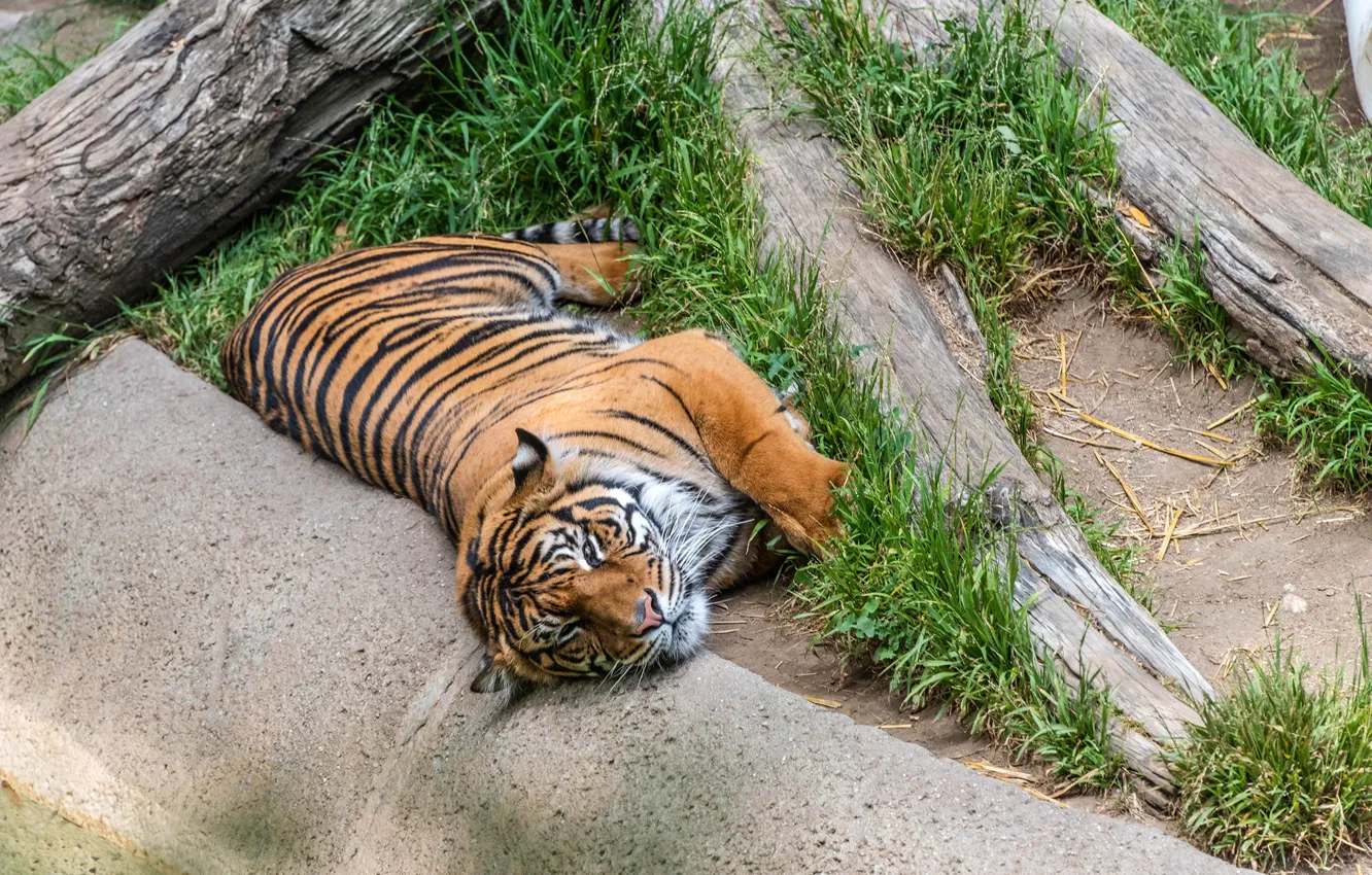 Фото обои тигр, хищник, лежит, отдыхает, на траве