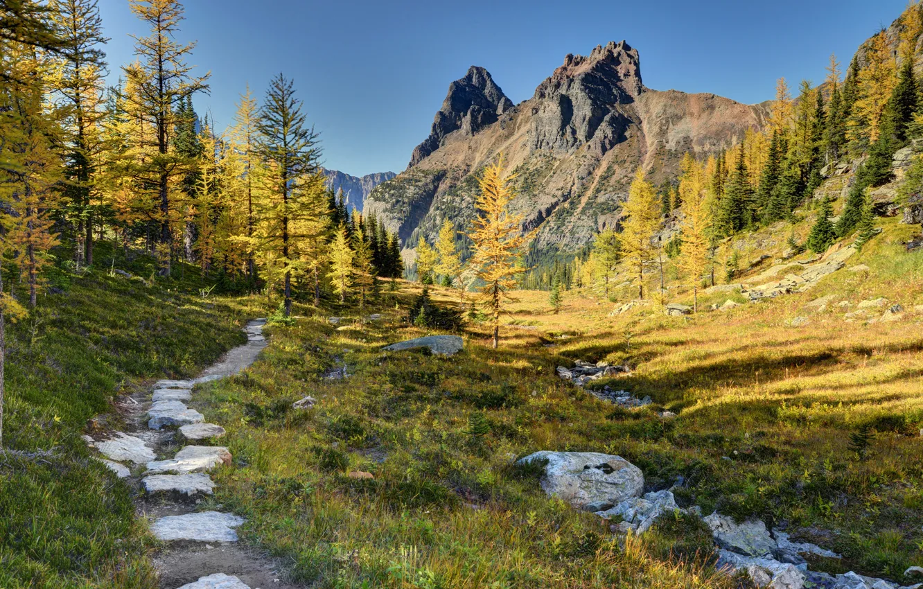 Фото обои лес, деревья, горы, Канада, Canada, тропинка, Yoho National Park