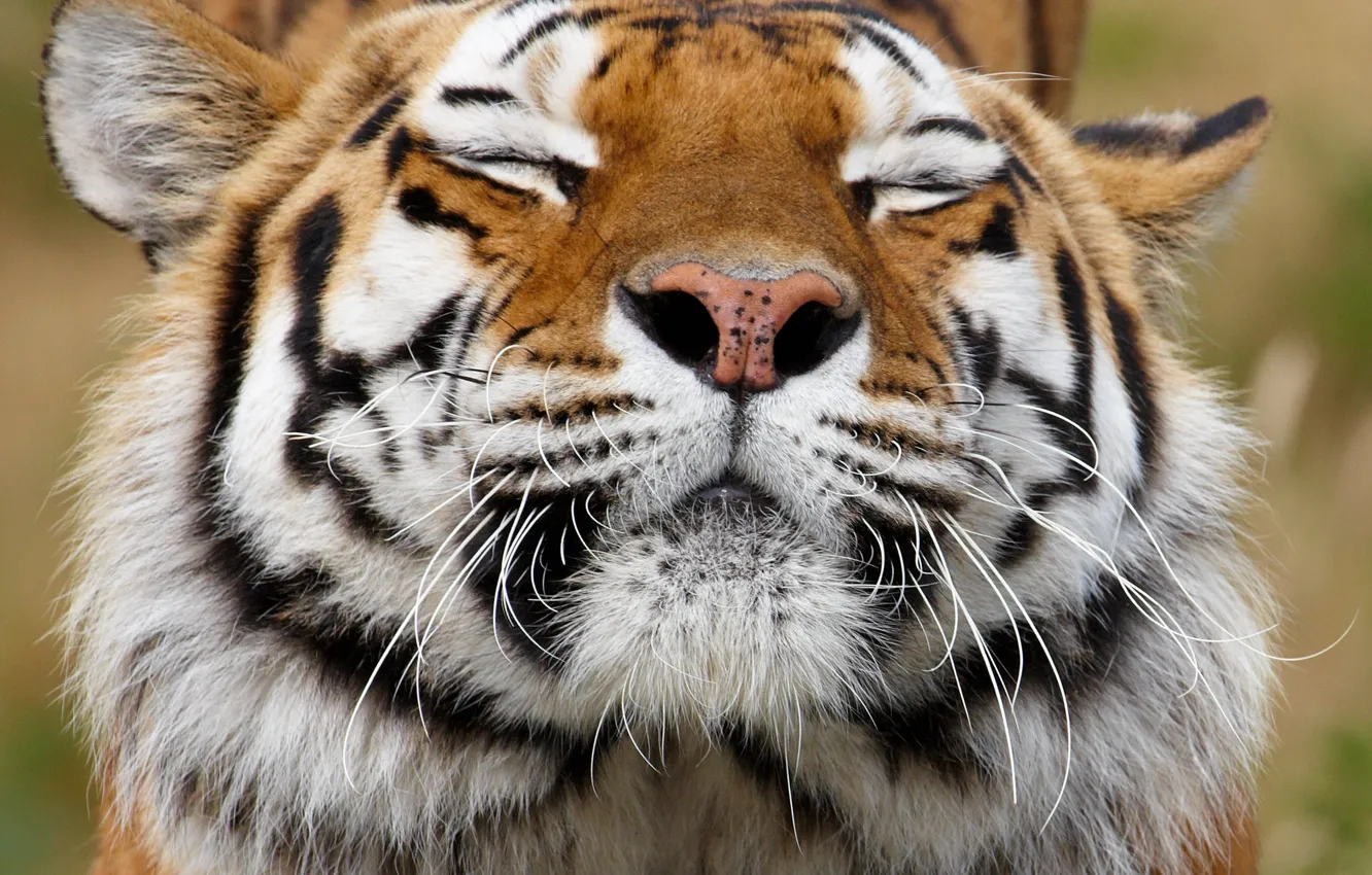 Фото обои усы, морда, тигр, животное, хищник, окрас