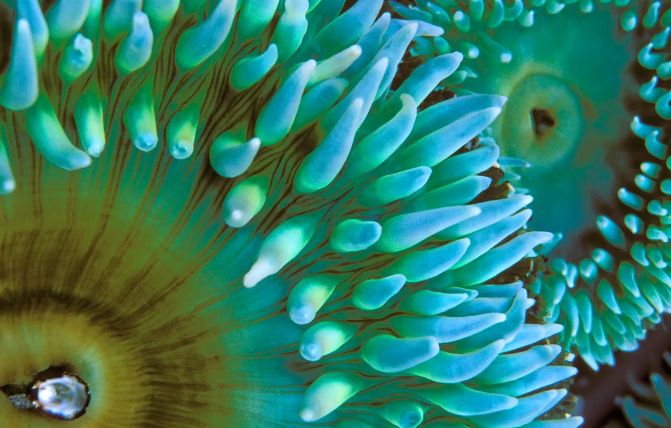 Фото обои море, макро, океан, цвет, полипы, актинии, морские анемоны