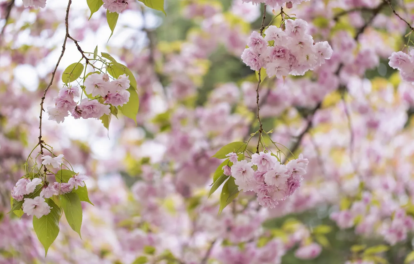 Фото обои дерево, розовый, весна, сакура, цветение