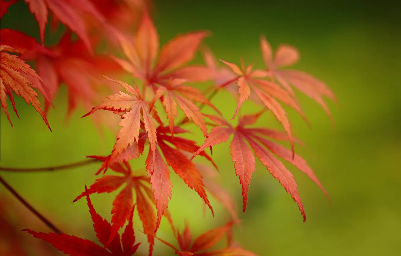 Фото обои осень, листья, макро, ветка, клен