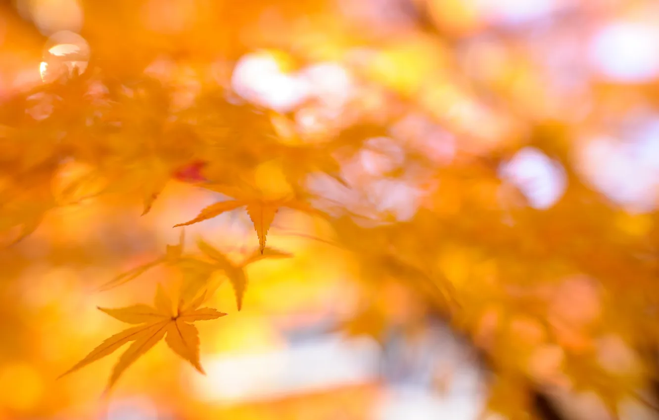 Фото обои осень, листья, ветки, клен
