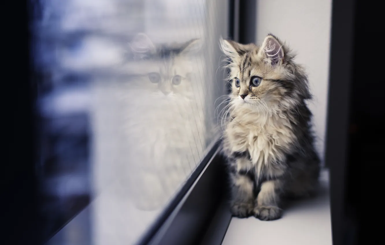 Фото обои отражение, котенок, окно, подоконник, смотрит, Daisy, Ben Torode, Benjamin Torode