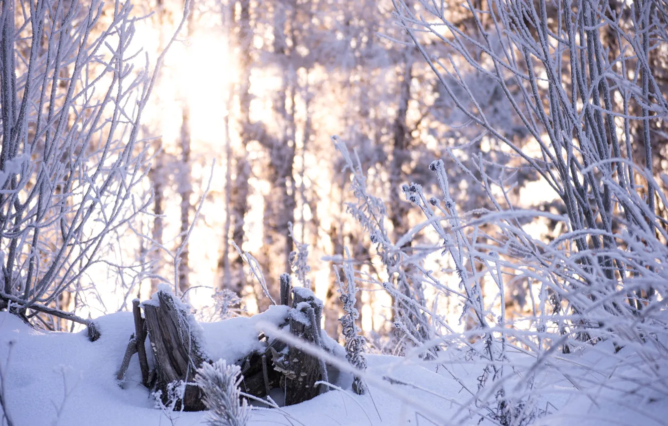 Фото обои зима, лес, снег, деревья, природа, красота, Morgendorffer