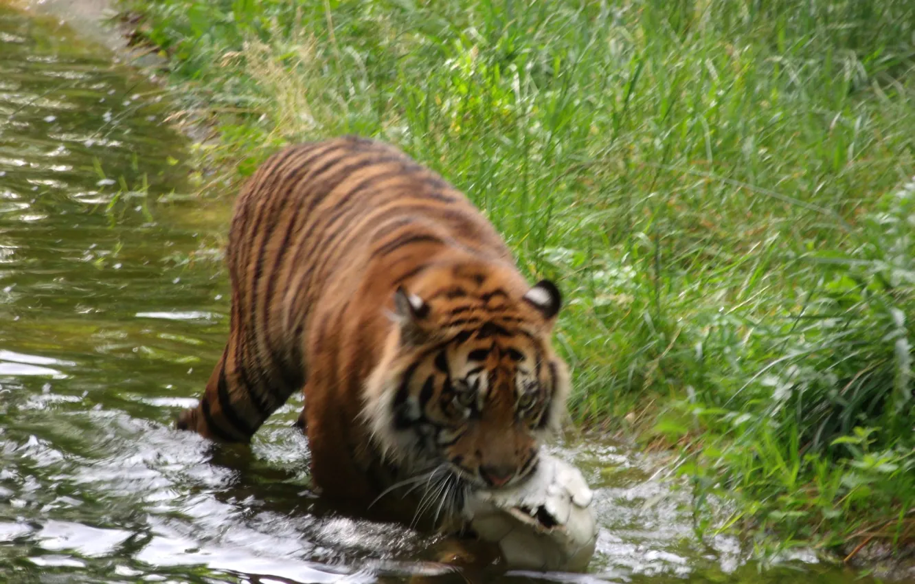 Фото обои Germany, tiger, zoo, Augsburg