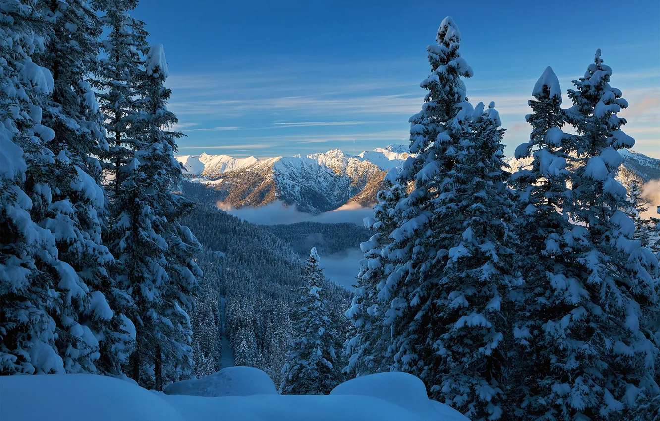 Фото обои зима, снег, горы, Германия, ели, Бавария, Альпы, Germany