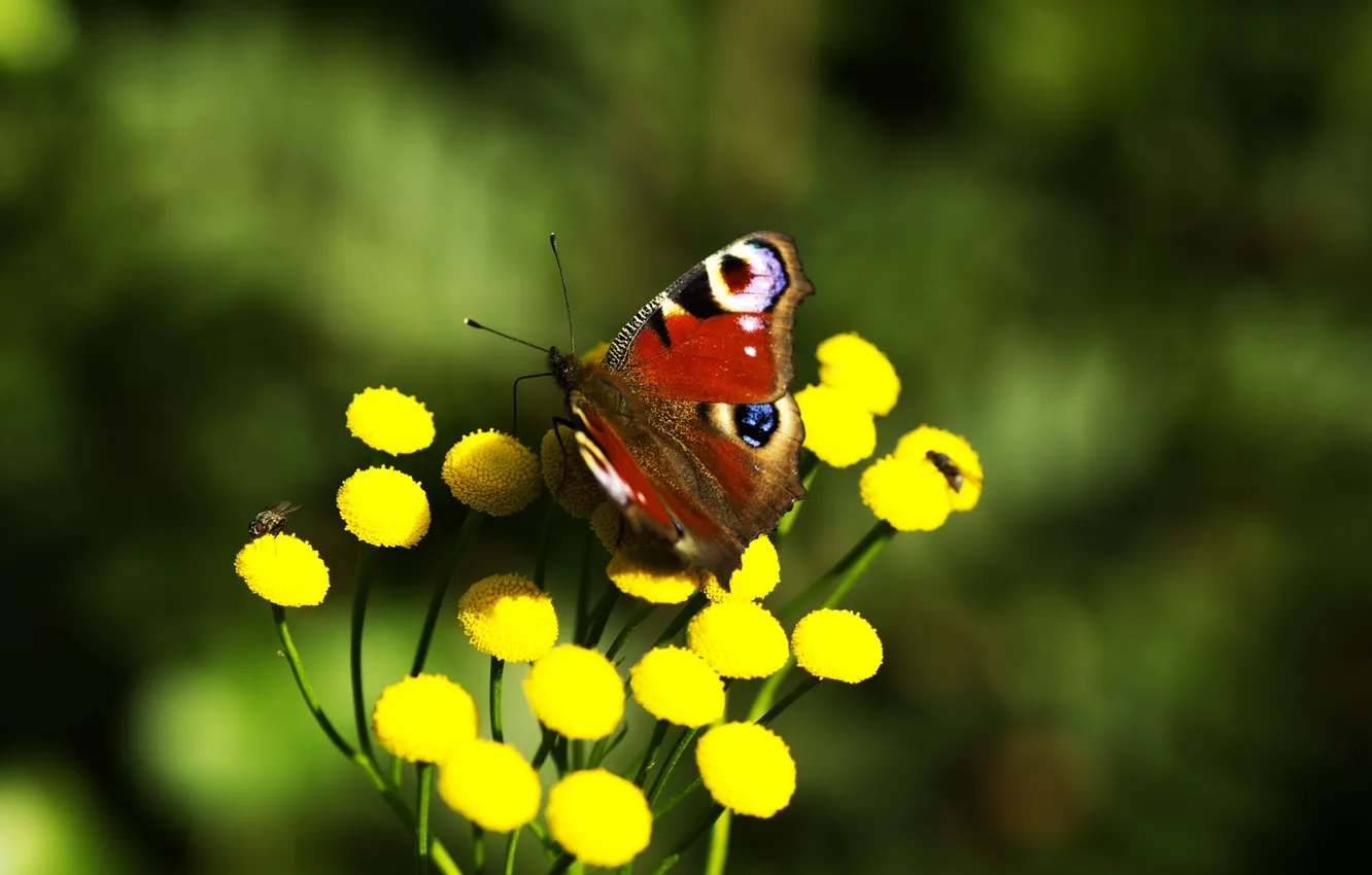 Фото обои цветок, макро, желтый, природа, бабочка, растение