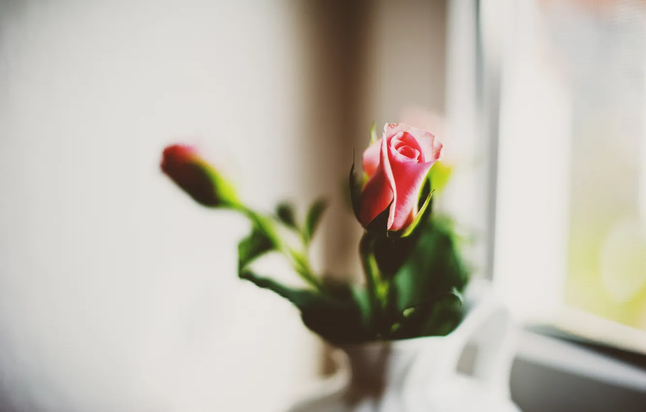 Фото обои цветок, розовая, роза, лепестки