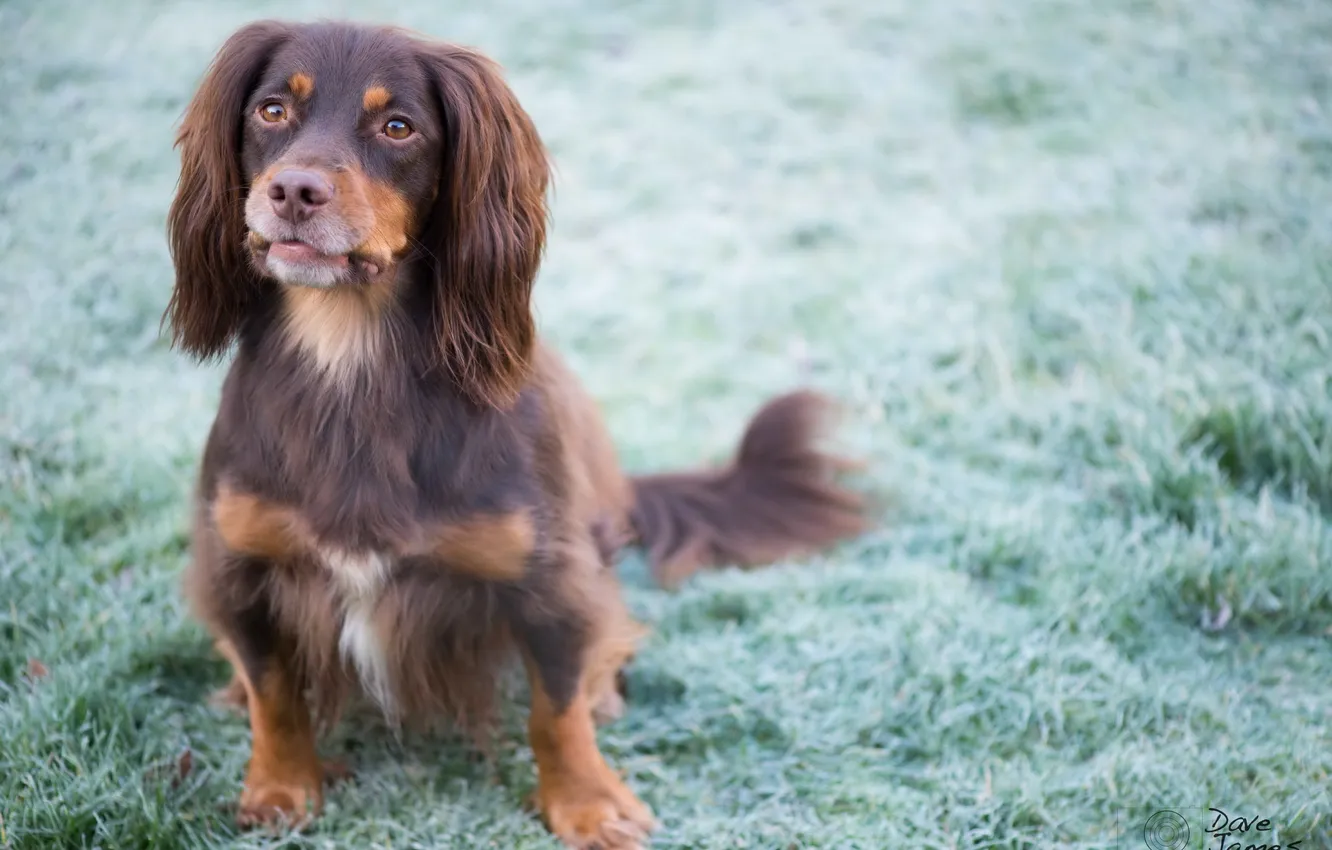Фото обои взгляд, друг, собака