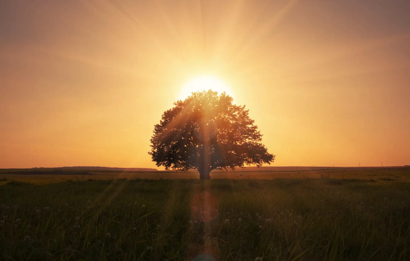 Фото обои поле, дерево, одуванчики, солнечные лучи