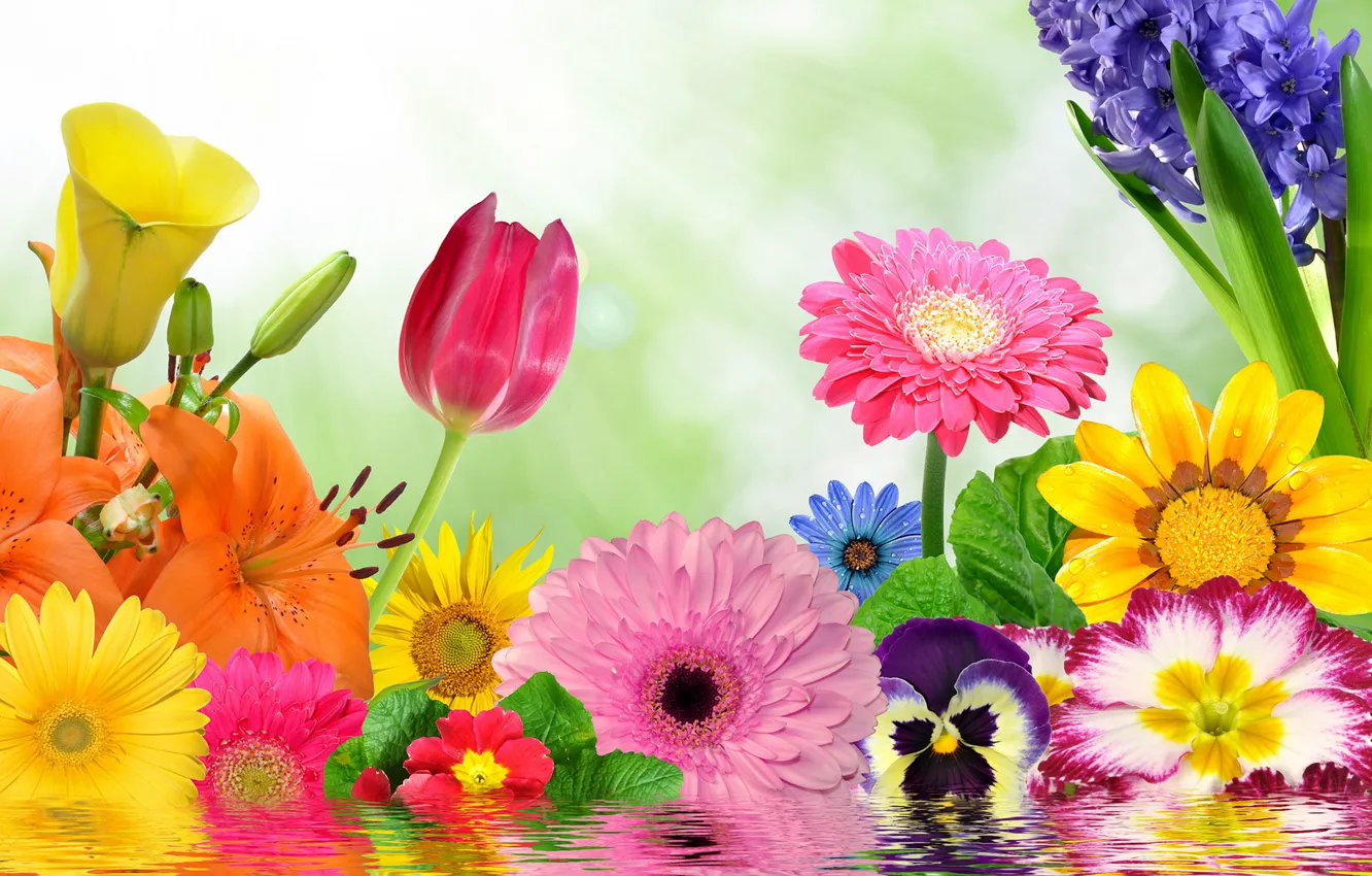 Фото обои цветы, colorful, цветение, water, blossom, flowers, spring, reflection