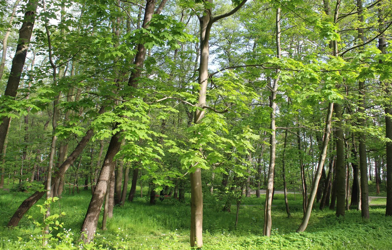 Фото обои green, forest, park, tree