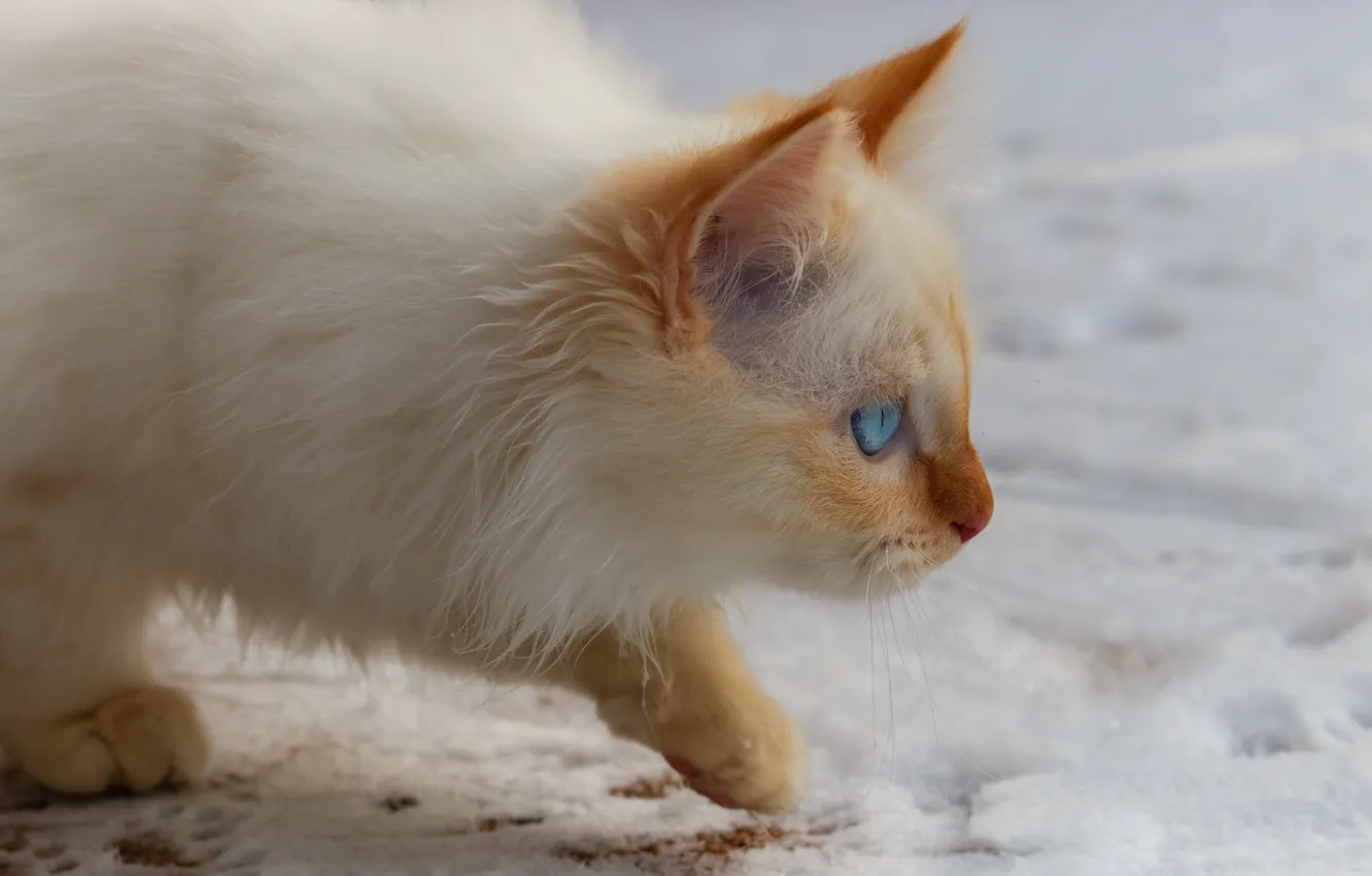 Фото обои зима, кошка, белый, взгляд, снег, котенок, фон, пушистый