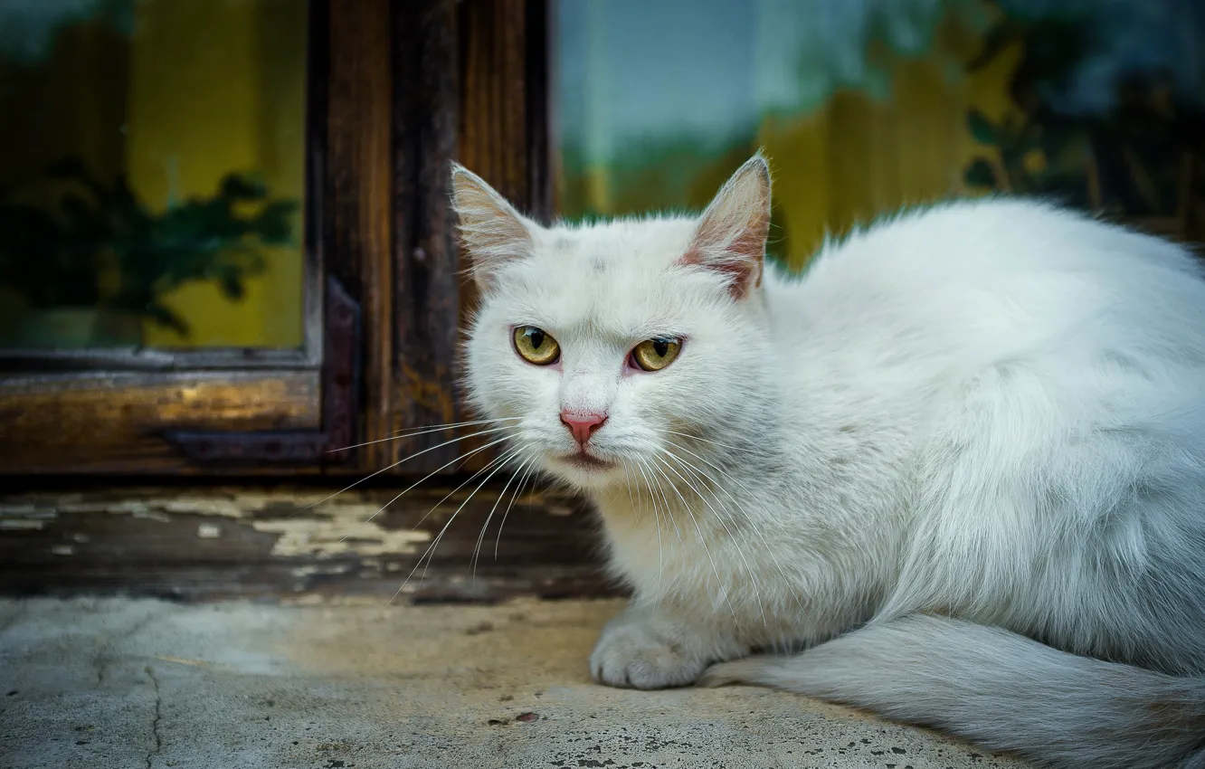 Фото обои кошка, кот, взгляд, стекло, морда, отражения, улица, портрет
