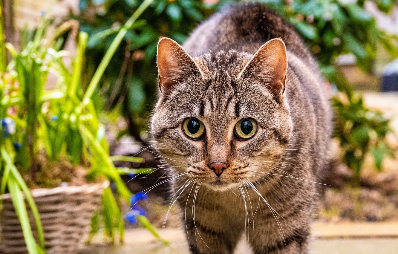 Фото обои зелень, кошка, кот, взгляд, поза, серый, листва, сад