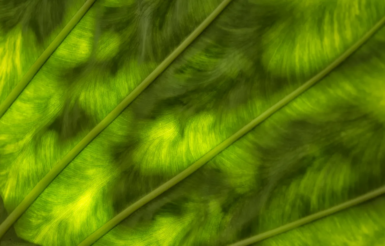 Фото обои зелень, лист, цвет, текстура