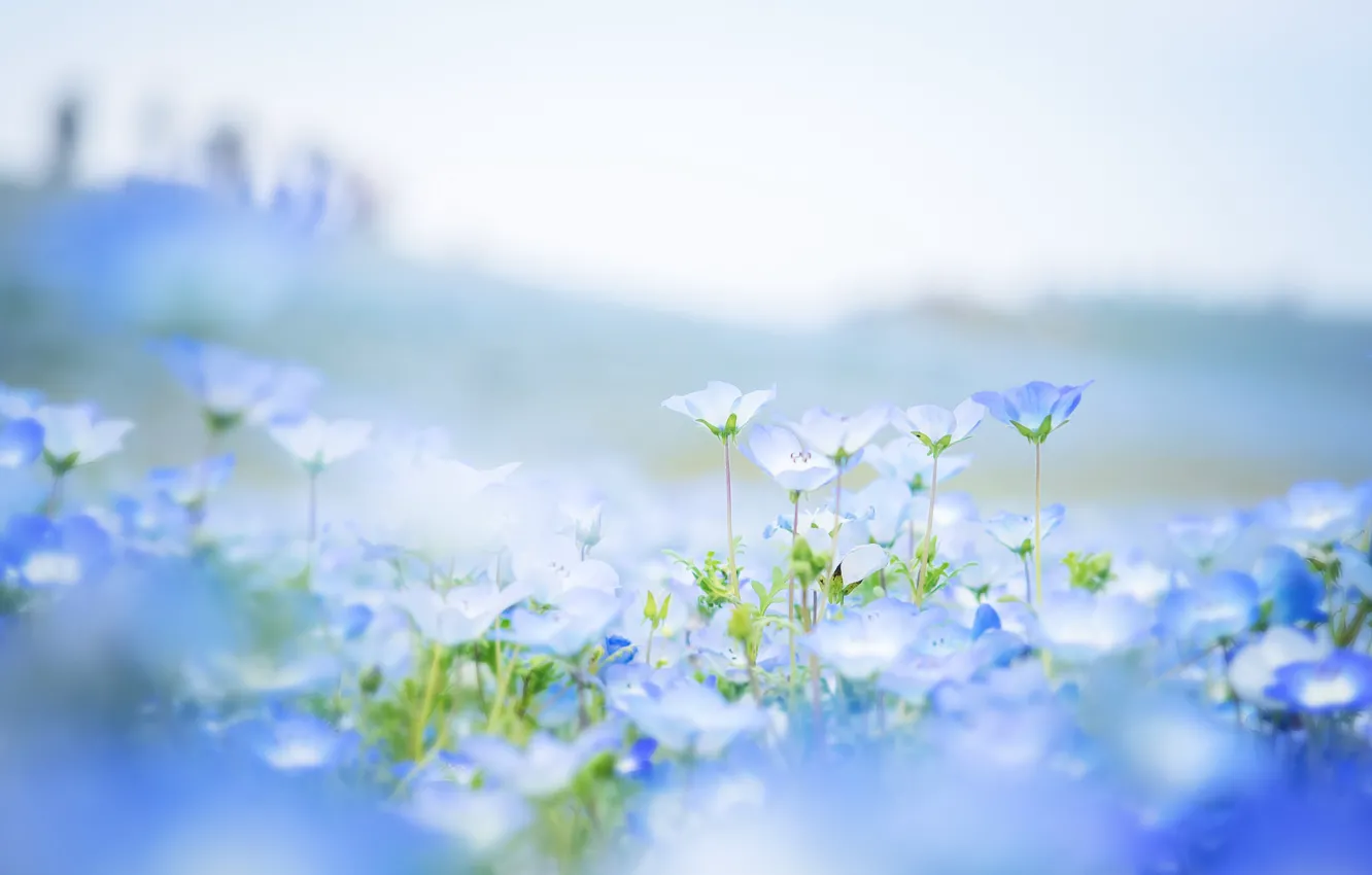 Фото обои поле, цветы, лепестки, размытость, голубые, Немофила