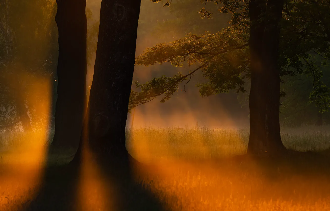 Фото обои ночь, туман, дерево
