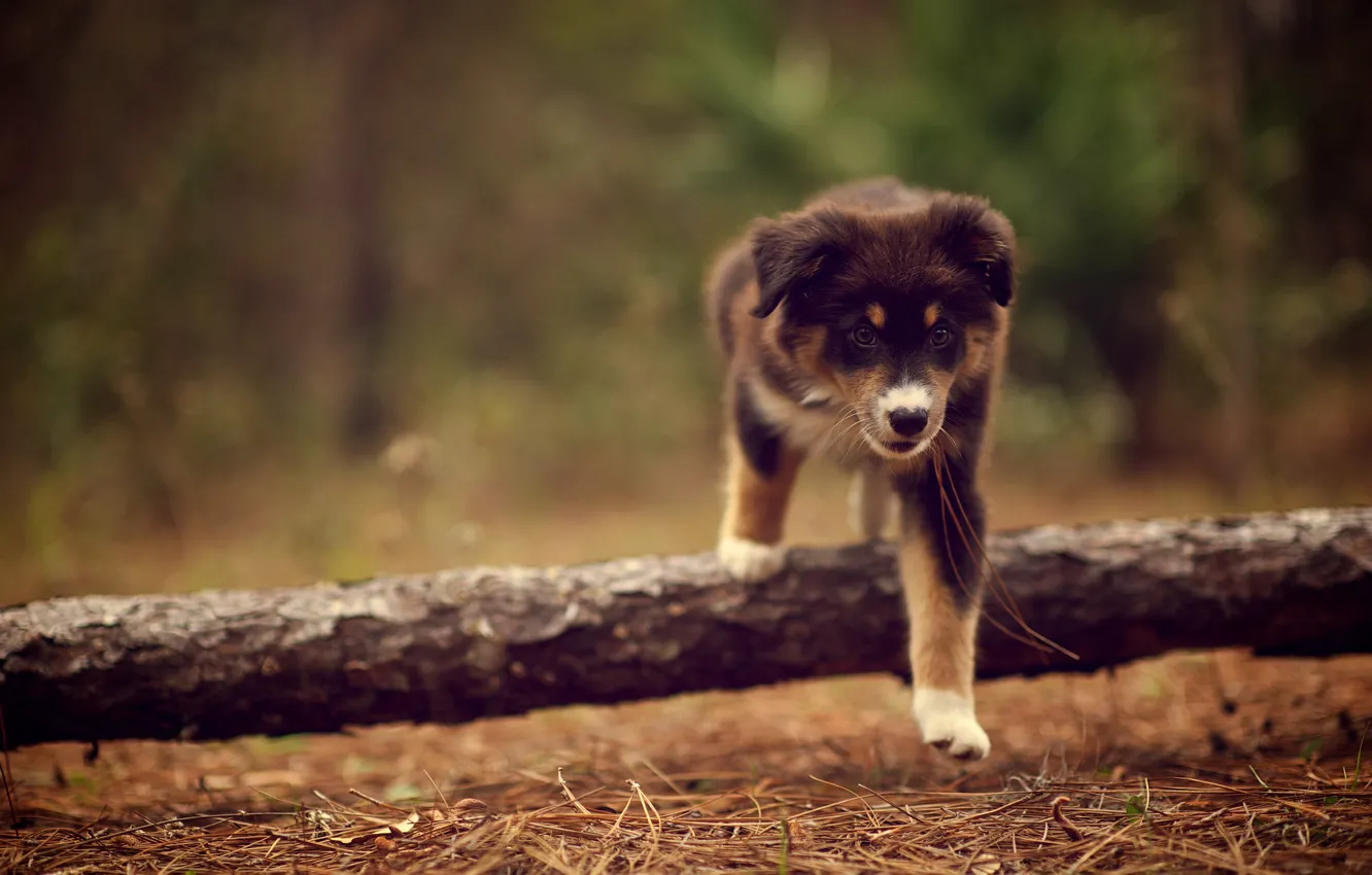 Фото обои иголки, природа, собака, сухие, щенок, прогулка, палка, Ridley