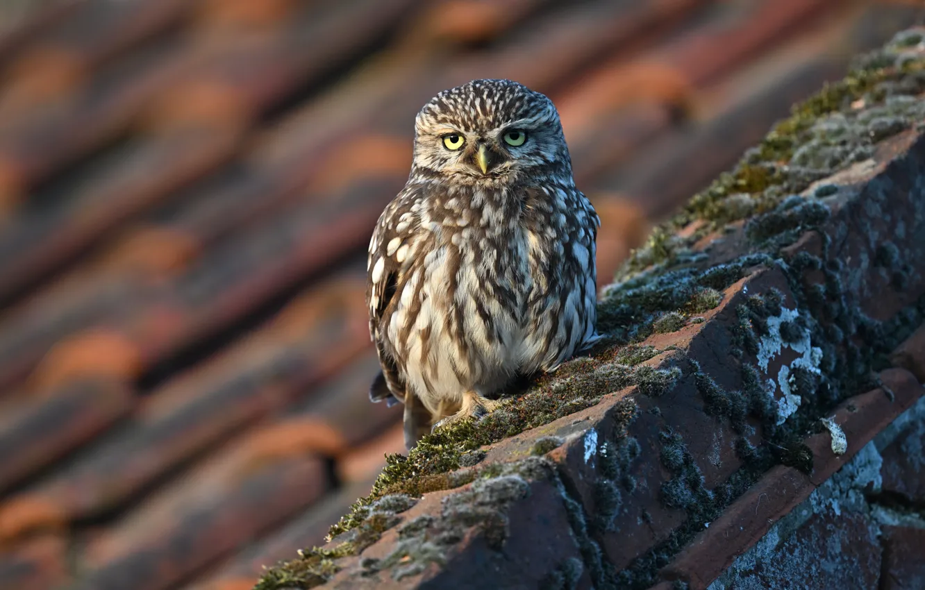 Фото обои взгляд, сова, птица, кирпич, сыч