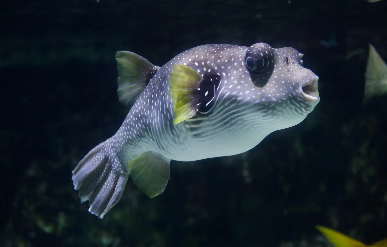 Фото обои whitespotted puffer, spotted puffer, white-spotted puffer