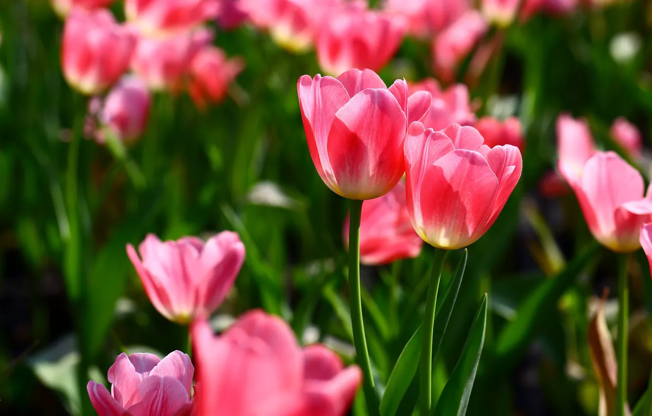Фото обои свет, цветы, весна, тюльпаны, розовые, парочка, дуэт, бутоны
