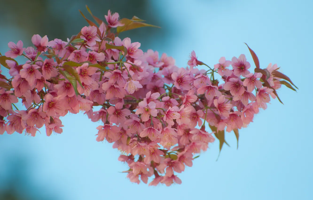 Фото обои ветки, весна, сакура, цветение, pink, blossom, sakura, cherry