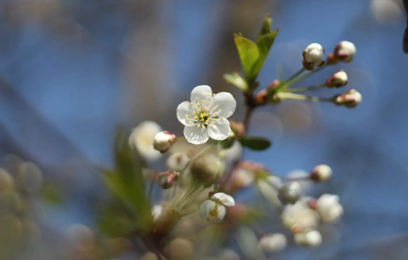 Фото обои природа, вишня, весна, цветение вишни, цветение весной