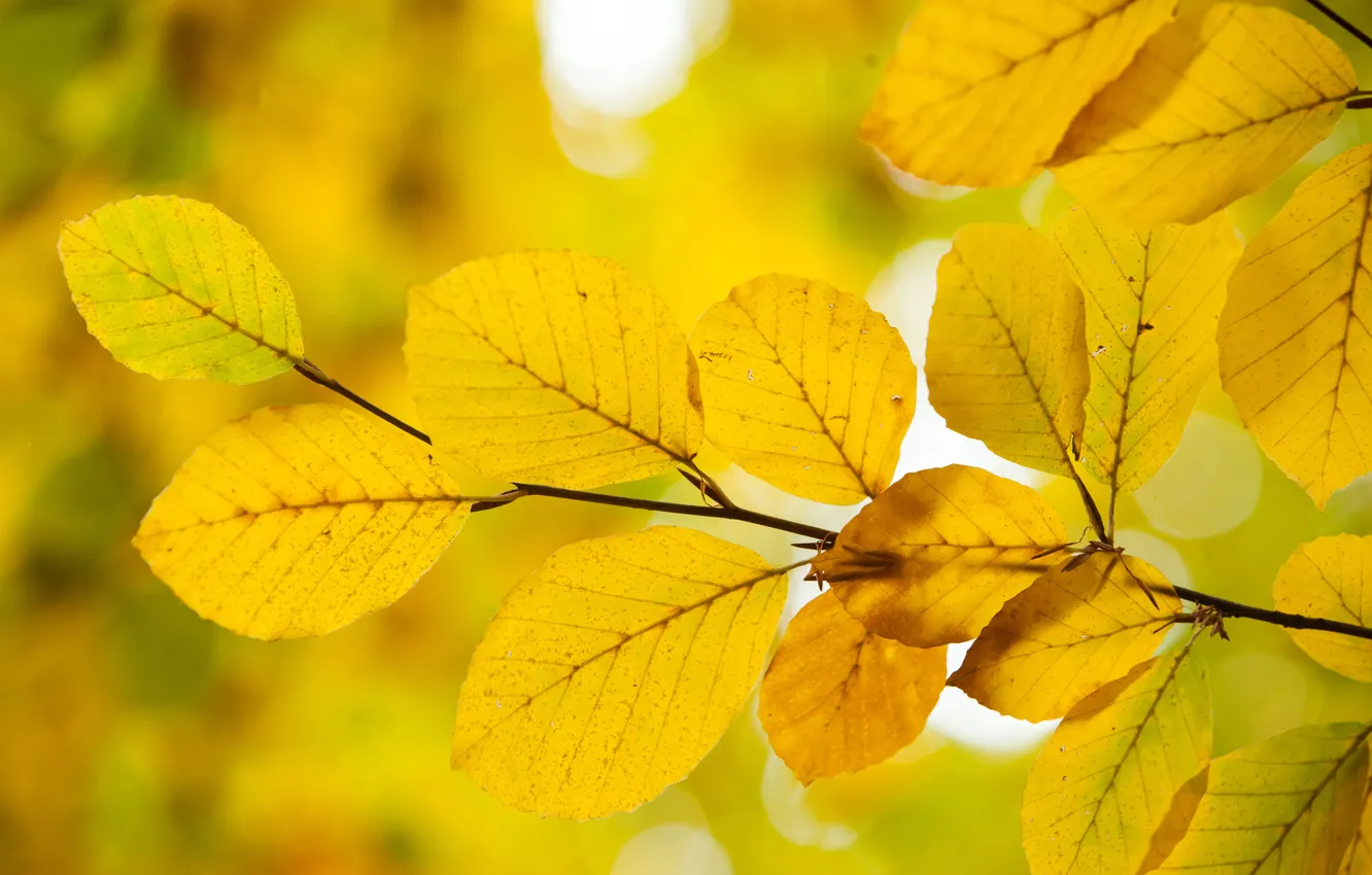 Фото обои осень, листья, желтые, yellow, autumn, leaves, осенние