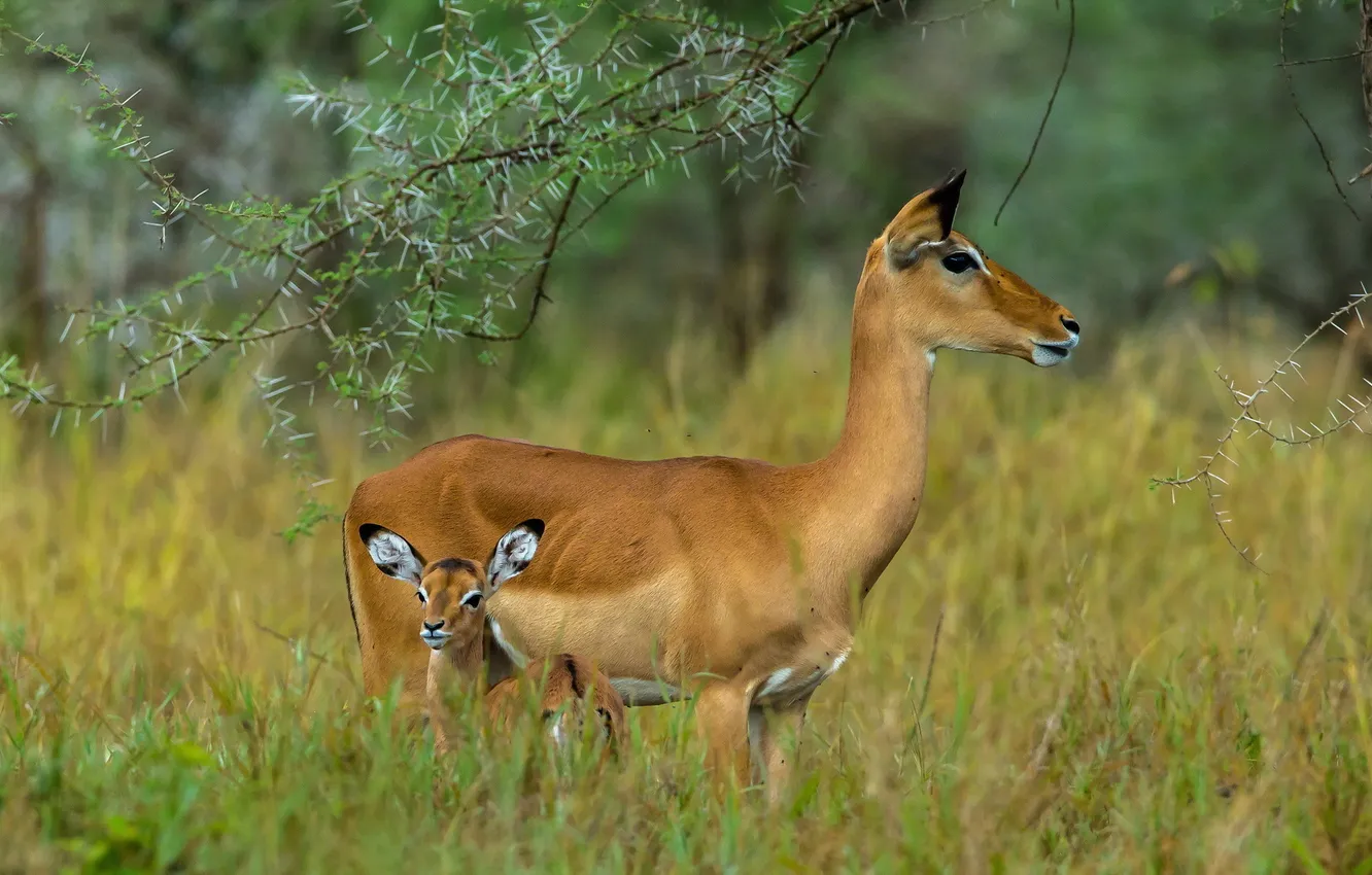 Фото обои Tanzania, Serengeti, mammals, grazers, herbivores