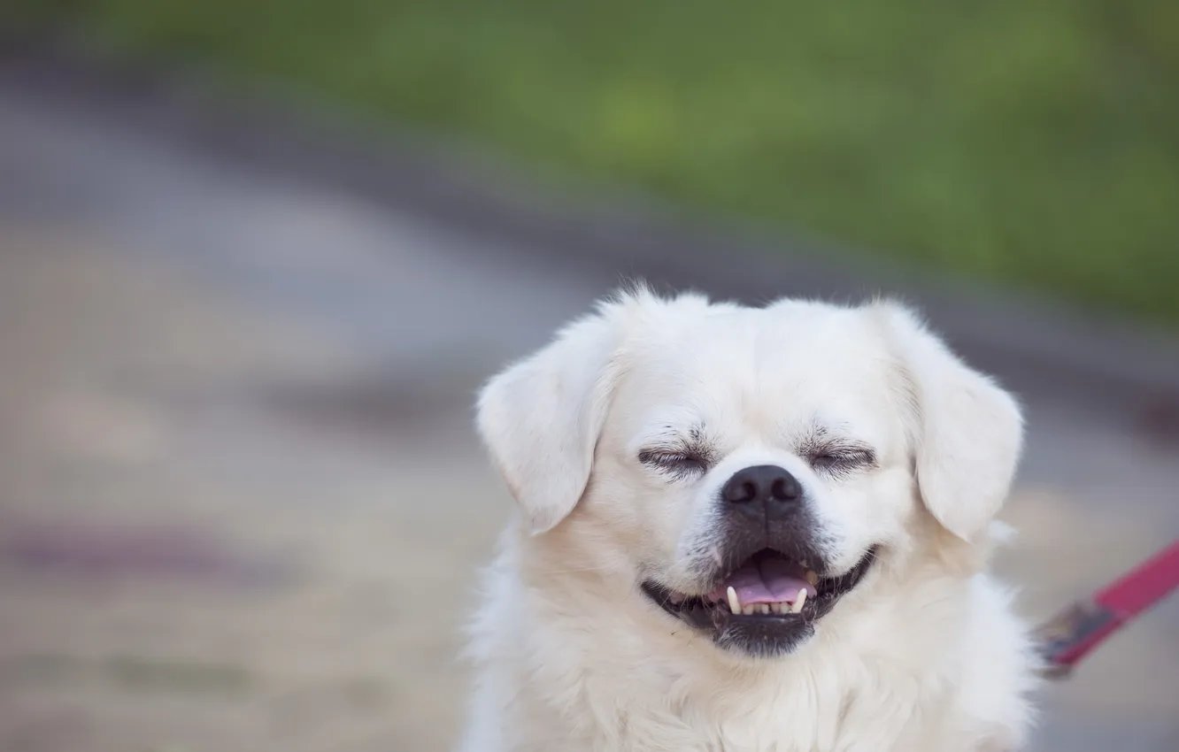 Фото обои язык, собака, зубы, клыки, улыбается