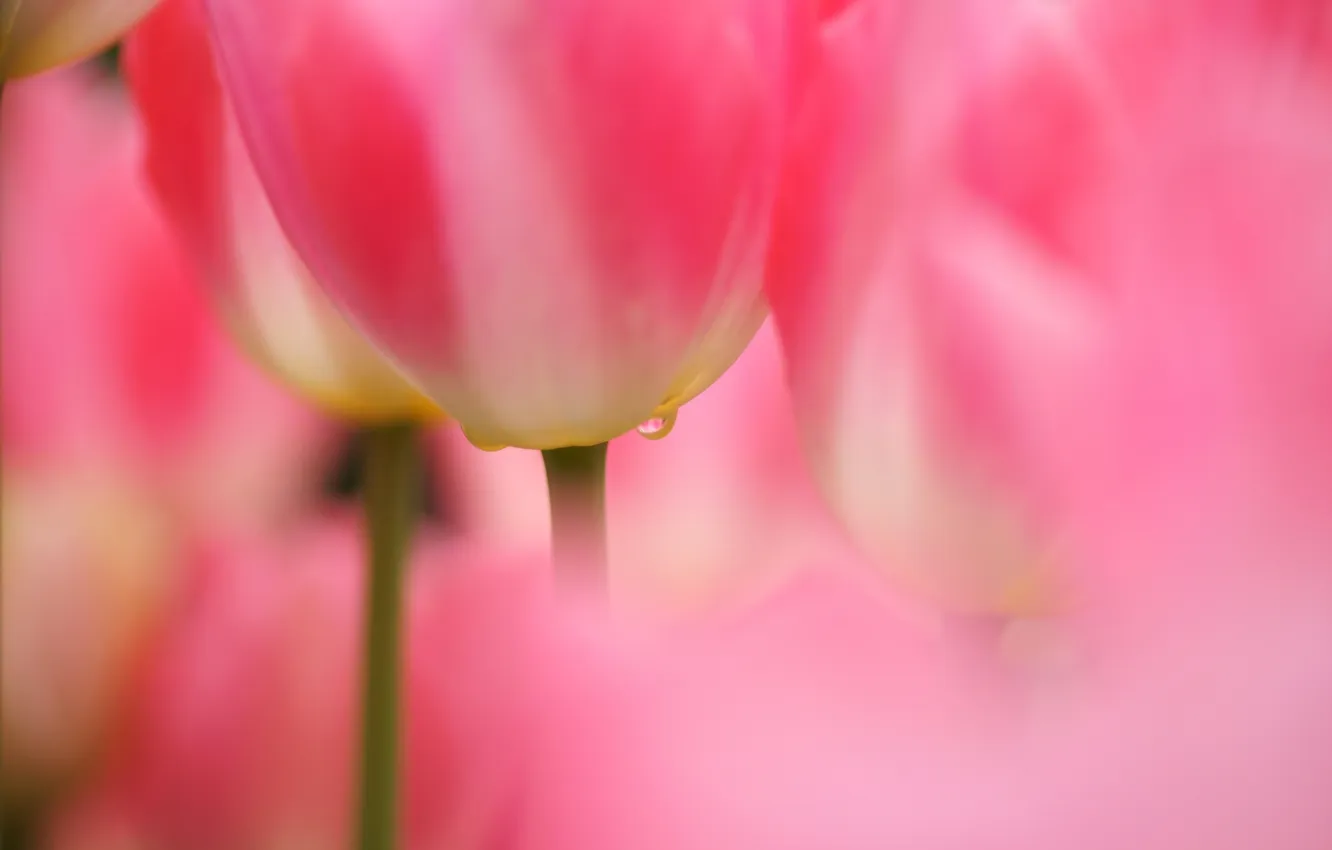 Фото обои макро, капля, фокус, тюльпаны, розовые, много