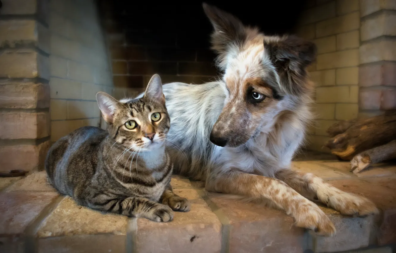Фото обои кошка, собака, дружба
