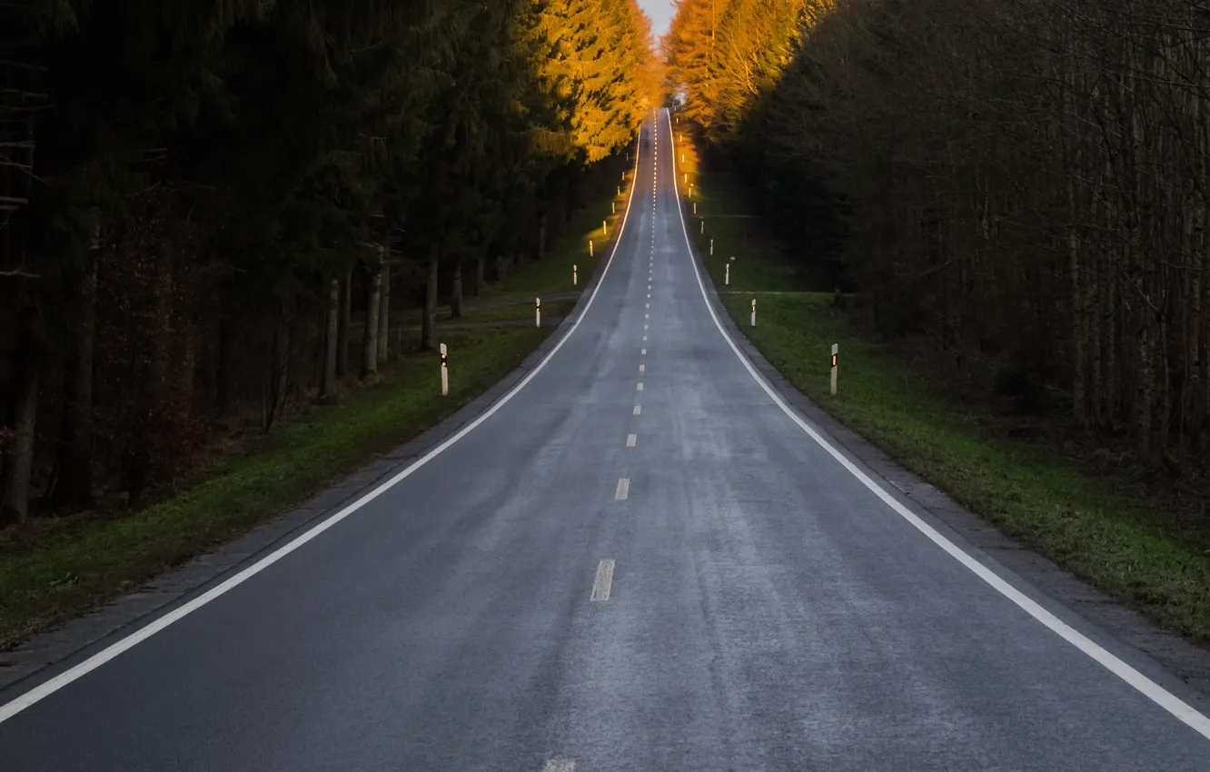Фото обои forest, road, landscape, highway