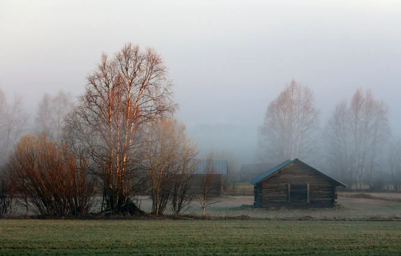 Фото обои туман, утро, сарай, берёзы, Sweden, Lapland, Övertorneå