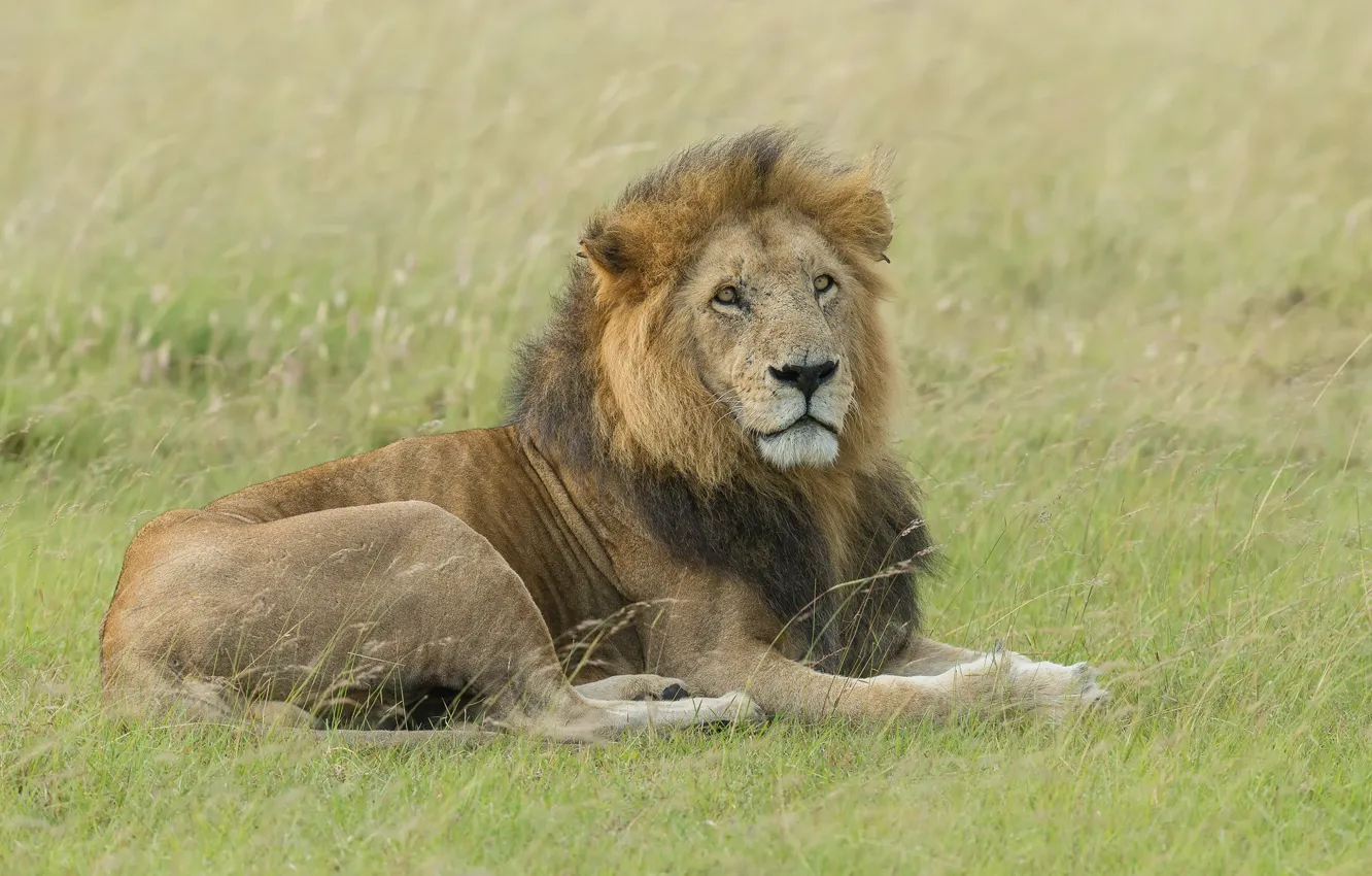 Фото обои трава, поляна, лев, лежит