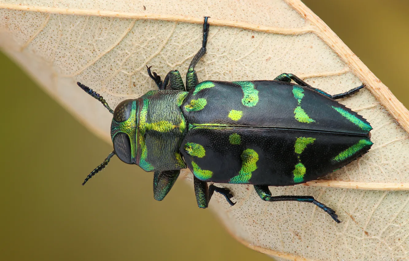 Фото обои макро, зеленый, фон, листок, жук, насекомое, полосатый, пятнистый